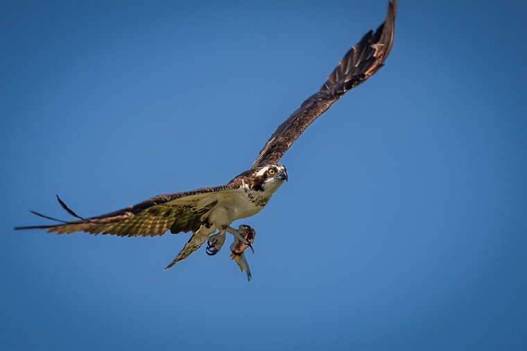 067 Noord Pantanal, visarend.jpg